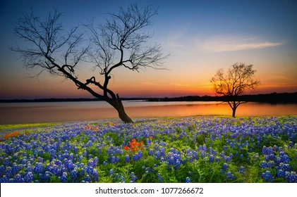 Spring in Texas